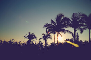 Fototapeta na wymiar silhouette of palm trees