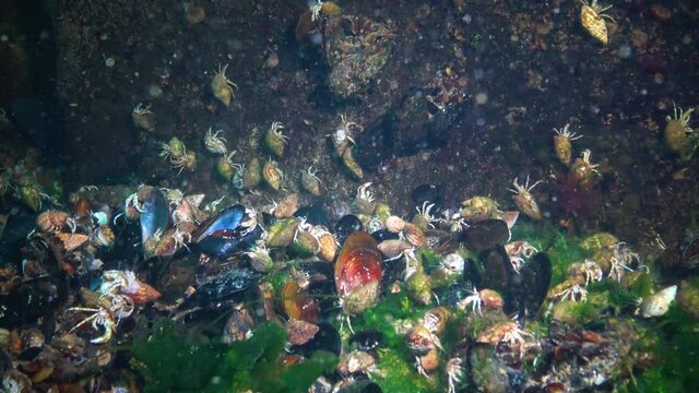 A large number of Small hermit crabs on the sandy bottom (Diogenes pugilator). Black Sea. Ukraine.