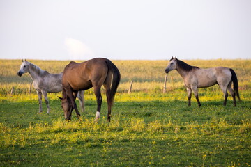 Brown, flea-bitten gray and bay roan horses grazing and walking around their enclosure during a golden hour summer evening, Ste. Foy rural area, Quebec City, Quebec, Canada