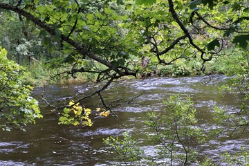 Obraz na płótnie Canvas river in the park, scotland
