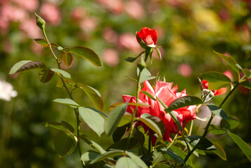 red roses in the garden