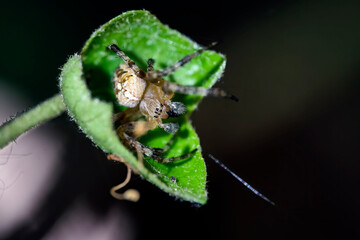 Gartenkreuzspinne ( Araneus diadematus ).