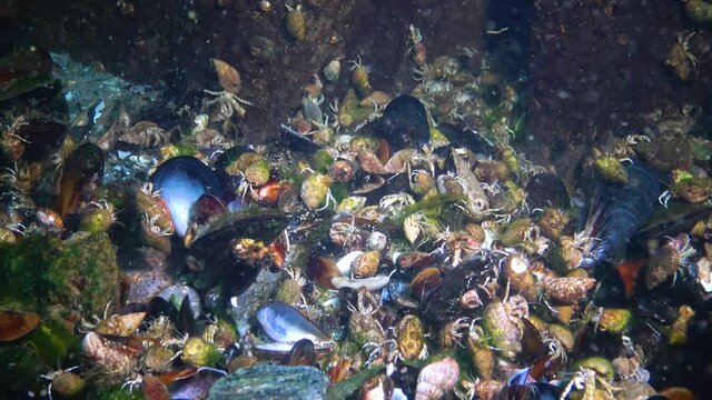 A large number of Small hermit crabs on the sandy bottom (Diogenes pugilator). Black Sea. Ukraine.