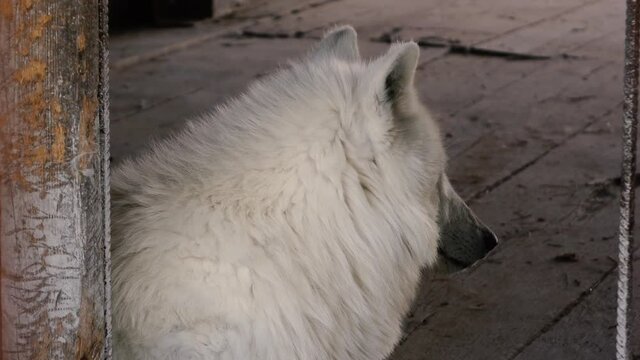 white wolf sitting in the enclosure.