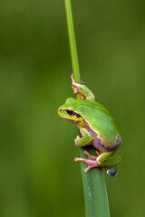 Little green frog Hyla arborea sits on a blade of grass by the lake  a summer morning