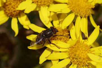 The fly Stomorhina lunata, family Blow-flies (Calliphoridae) on the flowers of ragwort (Senecio jacobaea), family Asteraceae or Compositae. Summer in a Dutch garden. July 