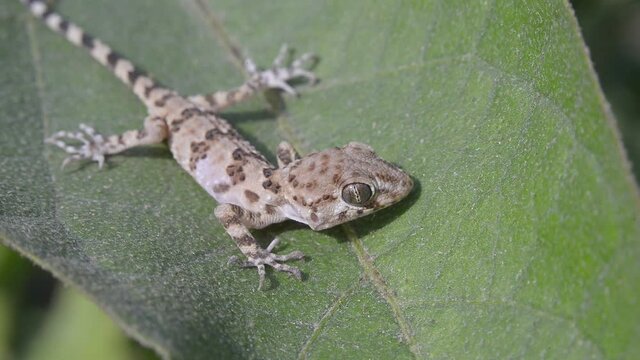 lizard on the tree