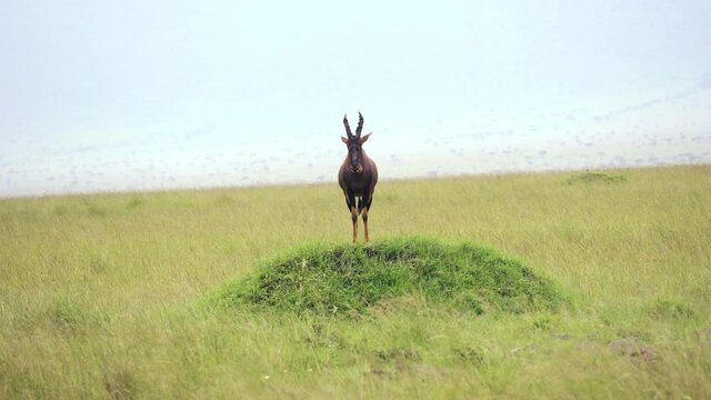 4k shot of African topi standing in the wind.
