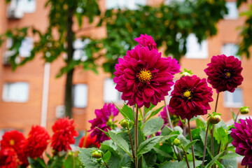 Pink Dahlia flowers on a blurry building background