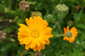 A common marigold flower