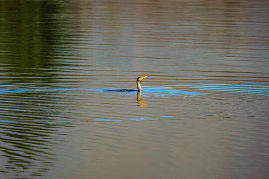 Great Crested Grebe