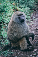 Tanzania