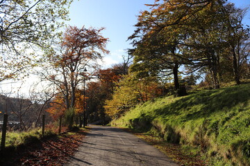 Fototapeta na wymiar autumn in the park, outer hebrides, scotland