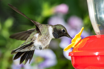 Fototapeta premium Black-Chinned Hummingbird Arriving at the Feeder for a Meal