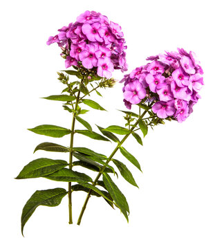 purple flowers in inflorescences on the stem. on a white background