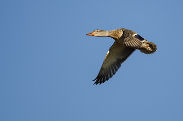 Fototapeta na wymiar Mallard Duck Flying in a Blue Sky