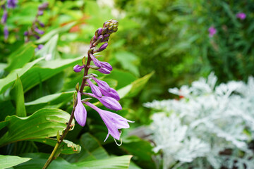 Pink flowers on a flower bed in the garden.