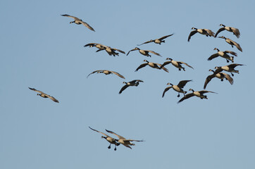 Flock of Canada Geese Coming in for Landing in a Blue Sky