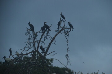 Ibis, Frigatebirds, Cormorants, Crows and other sea birds on the Bird Island in Polonnaruwa, Sri Lanka