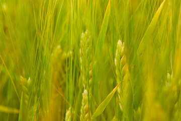 Fototapeta na wymiar green wheat field on the farm field