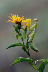 Insect Mantis religiosa sits on plant on a summer day