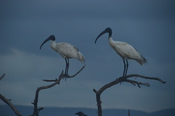 Ibis, Frigatebirds, Cormorants, Crows and other sea birds on the Bird Island in Polonnaruwa, Sri Lanka