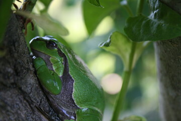 Grüner Baumfrosch