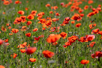 Papaver rhoeas common poppy seed bright red flowers in bloom, group of flowering plants on meadow, wild plants