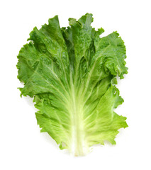 leaf fresh lettuce isolated on white background