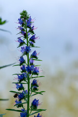 Echium vulgare vipers bugloss blueweed wild flowering plant, group of blue flowers in bloom on tall flowers stem