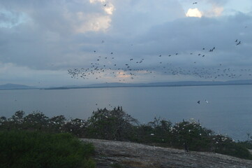 Ibis, Frigatebirds, Cormorants, Crows and other sea birds on the Bird Island in Polonnaruwa, Sri Lanka
