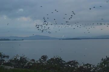 Ibis, Frigatebirds, Cormorants, Crows and other sea birds on the Bird Island in Polonnaruwa, Sri Lanka