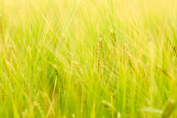 green wheat field on the farm field