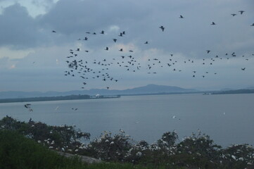 Ibis, Frigatebirds, Cormorants, Crows and other sea birds on the Bird Island in Polonnaruwa, Sri Lanka
