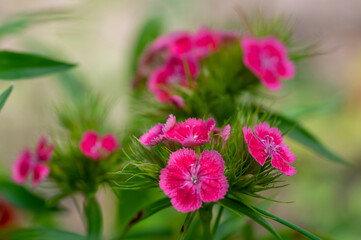 Dianthus barbatus beautiful ornamental flowering plants, group of  flowers in bloom