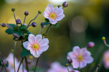 Anemone hupehensis japonica beautiful flowerin plant, flowers with pale pink petals and yellow center in bloom
