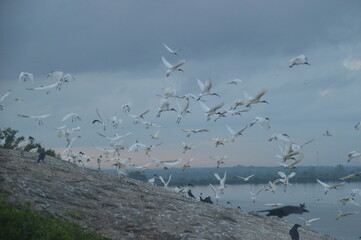 Ibis, Frigatebirds, Cormorants, Crows and other sea birds on the Bird Island in Polonnaruwa, Sri Lanka