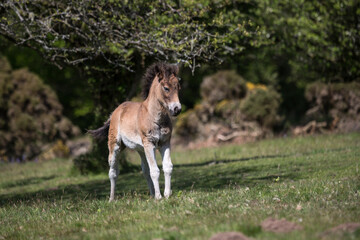 Wild Exmoor Pony foal standing in moorland in Somerset UK