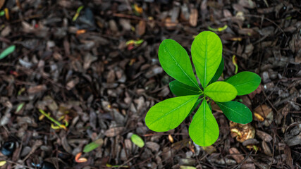 green sprout growing from soil