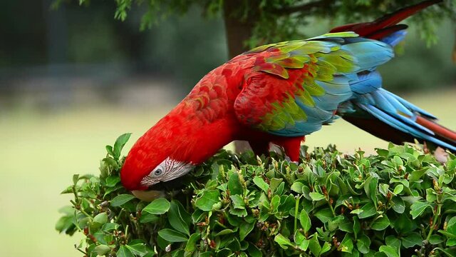 red and green macaw ara