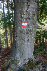 WEGMARKIERUNG AUF BAUM MIT INSCHRIFTEN . GAMSKOGEL . WANDERWEG . ÖSTERREICH 