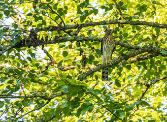 Coopers Hawk Perched on a Leafy Tree