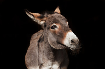 Donkey portrait on a black background