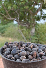 wild fruits in a basket
