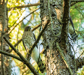 A Pair of Hawks Perched on a Pine Tree