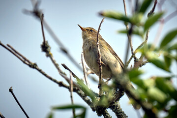 Zilpzalp oder Weidenlaubsänger ( Phylloscopus collybita ).