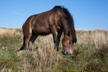 Obraz premium Wild Exmoor Pony horse grazing in Somerset UK