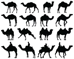Foto op Plexiglas Black silhouettes of camels on a white background © KatarinaF