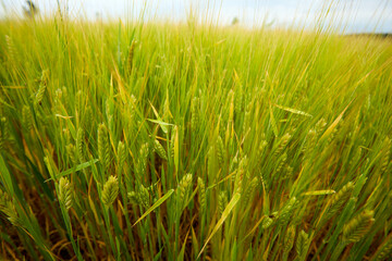 green wheat field on the farm field