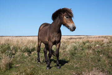 Frontal view of Wild Exmoor Pony horse with impressive mane in Somerset UK